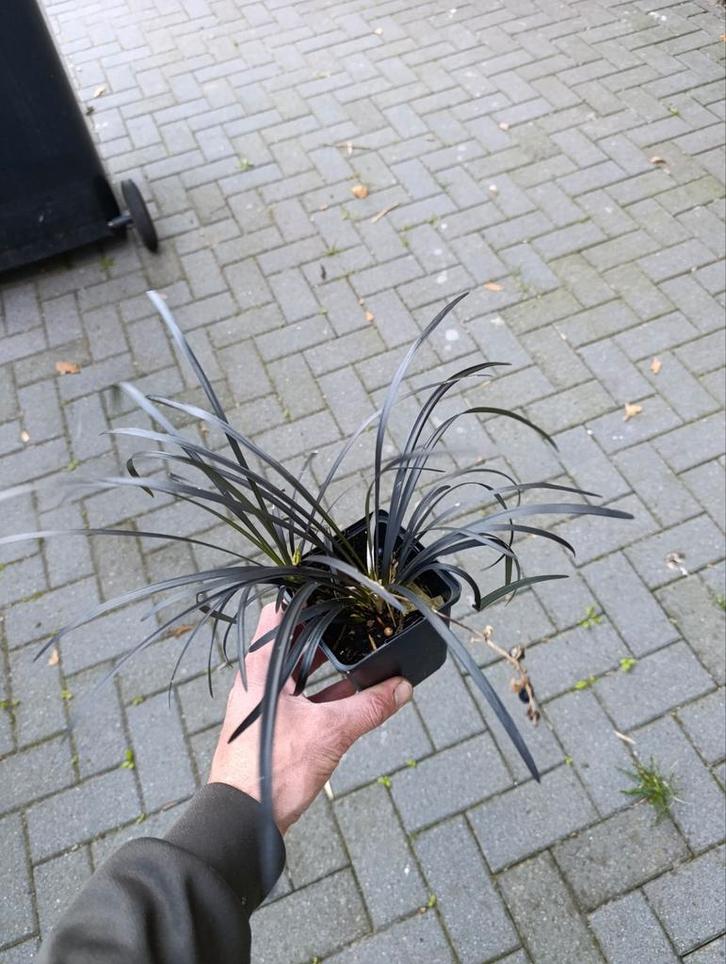 Ophiopogon planiscapus 'Niger', Tuin en Terras, Planten | Tuinplanten, Siergrassen, Volle zon, Ophalen