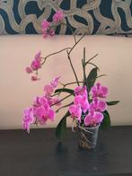 Orchidee, Ophalen, Overige soorten, Minder dan 100 cm