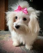 Maltezer teefje 9 mnd., Maltezer, 15 weken tot 1 jaar, Teef, Parvo