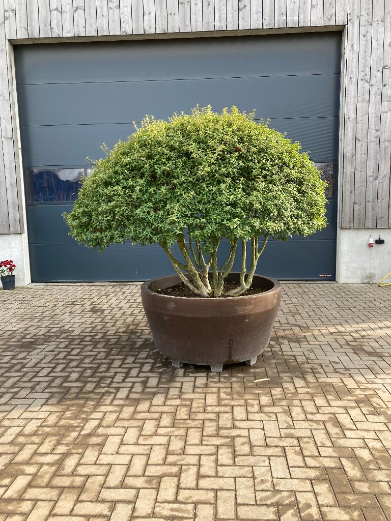 Osmanthus burkwoodii parapluboom Decopot, Tuin en Terras, Planten | Bomen, Lente, 100 tot 250 cm, Ophalen, Volle zon