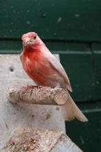 Mexicaanse Roodmus koppel, Dieren en Toebehoren, Vogels | Overige Vogels, Meerdere dieren, Tropenvogel