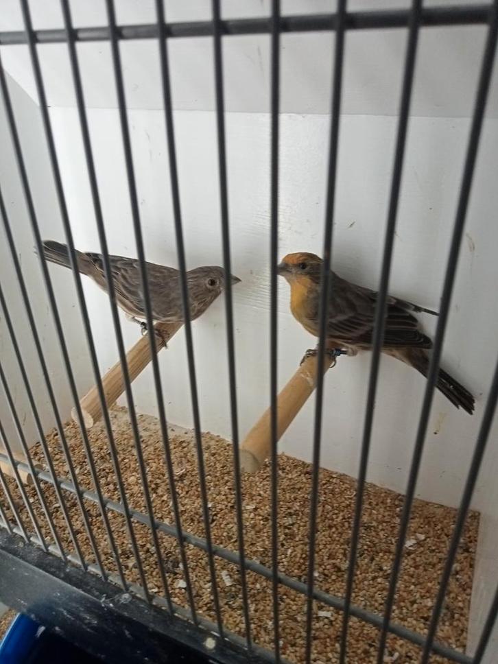 Koppel roodmussen kanssplit opaal, Dieren en Toebehoren, Vogels | Overige Vogels, Meerdere dieren