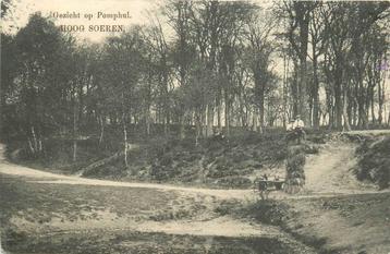(388-007-003) Hoog Soeren Pomphul beschikbaar voor biedingen