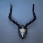 Impala schedel met hoorns op hout, Verzamelen, Dierenverzamelingen, Ophalen, Zo goed als nieuw, Wild dier, Schedel