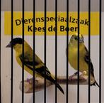Koppel yarrelsijzen, Dieren en Toebehoren, Meerdere dieren, Geringd