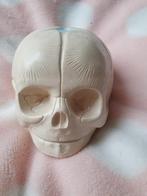 Anatomiemodel foetale schedel, Ophalen of Verzenden
