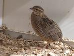 1-1 Harlekijn kwartels, Dieren en Toebehoren, Meerdere dieren, Tropenvogel