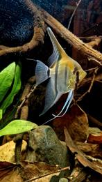 Maanvissen (Pterophyllum scalare manacapuru red back), Dieren en Toebehoren, Vissen | Aquariumvissen, Vis