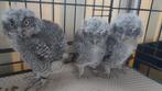 roofvogels Westerse schreeuw uil megascops Otus kennecotti, Dieren en Toebehoren, Vogels | Overige Vogels, Geslacht onbekend, Roofvogel
