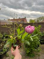 Katinka Tulips - 3 bulbs - in pot, Ophalen of Verzenden