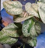 Scindapsus Trebie, Ophalen of Verzenden, Halfschaduw, Minder dan 100 cm