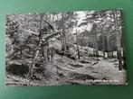 470) Zuidlaren bos en duin, Verzamelen, Ansichtkaarten | Nederland, Ophalen of Verzenden, 1960 tot 1980, Gelopen, Drenthe