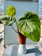 Philodendron Pastazanum P15, Huis en Inrichting, Kamerplanten, Ophalen of Verzenden, Overige soorten, Minder dan 100 cm
