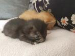2 mooie kittens, Dieren en Toebehoren, Kortharig, 0 tot 2 jaar, Kater