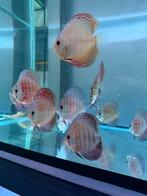 Discus wild cross discusvissen, Vis