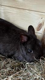 Dwergkonijntje Voedster, Dieren en Toebehoren, Konijnen, Vrouwelijk, Dwerg