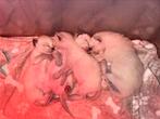 Siamees kittens 🥰, Dieren en Toebehoren, Katten en Kittens | Raskatten | Korthaar, Kater, Ontwormd, 0 tot 2 jaar