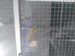 Kanaries te koop gele en bonte., Dieren en Toebehoren, Vogels | Kanaries, Meerdere dieren, Kleurkanarie