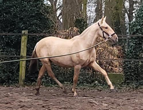 3 jarige PRE merrie dressuurtypisch NL Topkwaliteit, Dieren en Toebehoren, Paarden, Merrie, Onbeleerd, 160 tot 165 cm, 3 tot 6 jaar