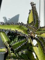 Mother of thousands Kamerplant, Vetplant, In pot, Minder dan 100 cm, Groene kamerplant