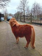 leuke en makke pony (hengstje), Dieren en Toebehoren, Pony's, Hengst, Recreatiepony, 0 tot 2 jaar