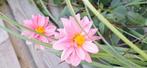 Dahlia knol, Tuin en Terras, Bloembollen en Zaden, Ophalen of Verzenden, Volle zon, Knol