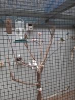 Rood mozaïek  kanaries, Dieren en Toebehoren, Vogels | Kanaries, Mannelijk, Kleurkanarie