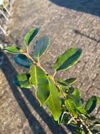 Olijfwilg - Prachtige wintergroen, Ophalen, Overige soorten, Haag, Minder dan 100 cm
