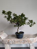Satsuki Azalea Kaminoyamakirin Bonsai, Bloeit niet, Halfschaduw, Minder dan 100 cm, Overige soorten