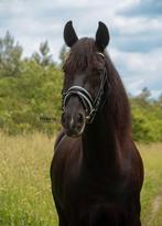 Hele knappe andalusiër ruin, Dieren en Toebehoren, Paarden, Ruin, L, 7 tot 10 jaar, 160 tot 165 cm