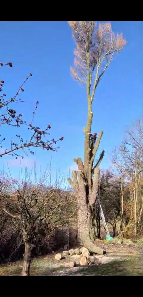Treeworx boomverzorging, Diensten en Vakmensen, Tuinmannen en Stratenmakers, Garantie, Tuinonderhoud of Snoeiwerk