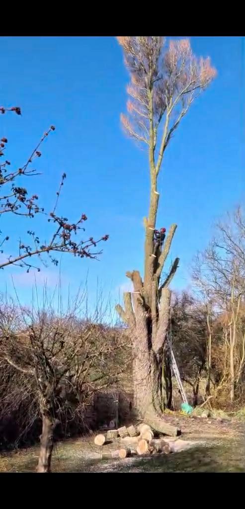 Treeworx boomverzorging, Diensten en Vakmensen, Tuinmannen en Stratenmakers, Tuinonderhoud of Snoeiwerk, Garantie