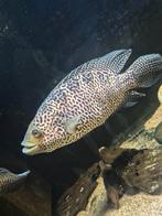 Grote jaguar cichliden koppel., Dieren en Toebehoren, Vis