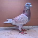 Kleurpostduif doffer 2025, Dieren en Toebehoren, Vogels | Duiven, Mannelijk, Postduif