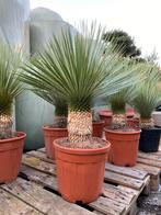 Yucca rostrata 100/110cm, Tuin en Terras, Planten | Tuinplanten, Verzenden, Zomer, Overige soorten, Volle zon