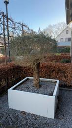 Olijf Boom stam +/- 25 cm inclusief bak., 100 tot 250 cm, Olijfboom, Zomer, Ophalen