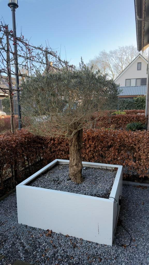 Olijf Boom stam +/- 25 cm inclusief bak., Tuin en Terras, Planten | Bomen, Olijfboom, 100 tot 250 cm, Volle zon, Zomer, Ophalen