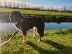 Wie o wie heeft of weet waar indyana is?, Dieren en Toebehoren, Vermiste en Gevonden Dieren, Hond