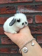 Lief & tam konijntje gezocht?, Dieren en Toebehoren, Konijnen, Mannelijk, Dwerg, Hangoor, 0 tot 2 jaar