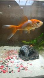 Goudvis, Dieren en Toebehoren, Vissen | Aquariumvissen, Vis