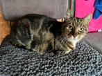 Kater 14 jaar, Kater
