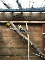 Kakariki pop, Dieren en Toebehoren, Vrouwelijk, Parkiet