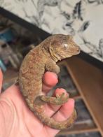 Chahoua man, Dieren en Toebehoren, Reptielen en Amfibieën, Hagedis, 0 tot 2 jaar