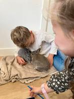 Twee dwergkonijntjes zeer tam!, Dieren en Toebehoren, Konijnen, Vrouwelijk, Dwerg, 0 tot 2 jaar