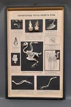 Brocante taxidermie schoolplaat vogel skelet, Antiek en Kunst, Ophalen of Verzenden
