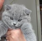 Onze lieve britse korthaar kittens mogen verhuizen, Dieren en Toebehoren, Katten en Kittens | Raskatten | Korthaar, Kater, Ontwormd