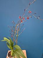 Orchidee Oncidium Mercifull 2 tak p12 (4), Ophalen of Verzenden, Halfschaduw, Minder dan 100 cm