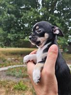 Chihuahua (mini), Dieren en Toebehoren, België, Particulier, Reu, 8 tot 15 weken