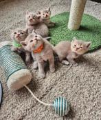Prachtige raszuivere britse korthaar kittens lilac creme, Meerdere dieren, Ontwormd, 0 tot 2 jaar