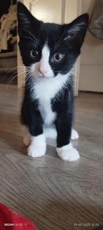 Super lieve half Perzische kittens, flesgevoed.